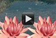Best Wedding Title Background Video HD-Water Lily Animation
