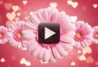 Free Flower Motion Backgrounds-Premium Wedding Video Background