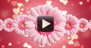 Free Flower Motion Backgrounds-Premium Wedding Video Background