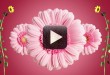Wedding Intro Video Effects-Cool Flower Motion Graphics
