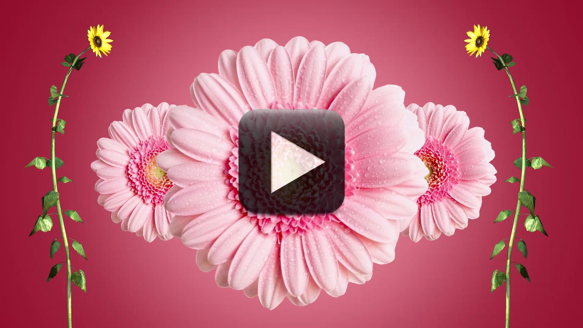 Wedding Intro Video Effects-Cool Flower Motion Graphics Wedding Intro Video Effects-Cool Flower Motion Graphics