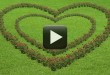 Love Roses Motion Graphic Animated Background