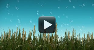 Free Nature BackGround Video with Cool Bubbles Animation