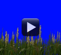 Animation Rice Greenscreen Free Nature BackGround Video with Cool Bubbles Animation | All Design ...