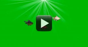 Fish Green Screen Footage Free Download