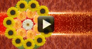 HD Wedding Background Video Loops Free Downloads