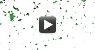 Best Leaves Falling Animation-White Screen Background Effect