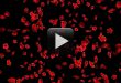 Falling Rose Flowers Animation in Black Screen Background