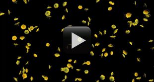 Flowers Falling Animation Free Download-Black & White Effect Background