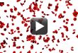 Free Rose Flowers Falling Animation Video Background