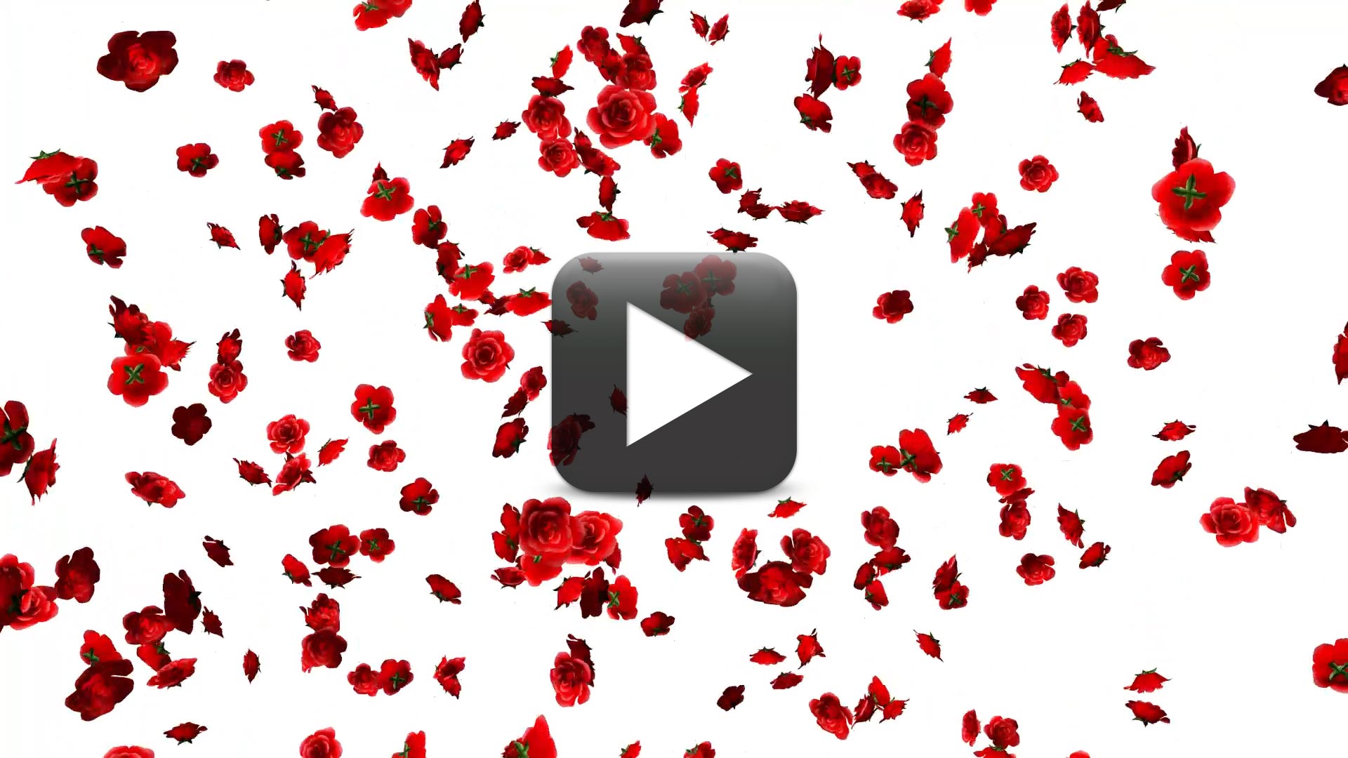 Free Rose Flowers Falling Animation Video Background | All Design Creative