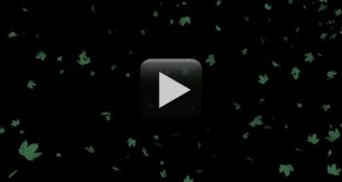 Tree Falling Leaves Animation- Free Download