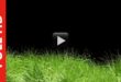 Animated Grass Motion Black Screen Background