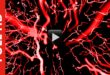 Blood Lines Abstract Animation Effect Motion Background