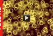 Golden Particles Circle Ring Animation Background Video Effect