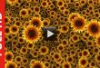 beautiful sunflowers video background hd 1080p