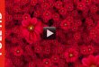 Cool Flowers Moving Video Background HD 1080p