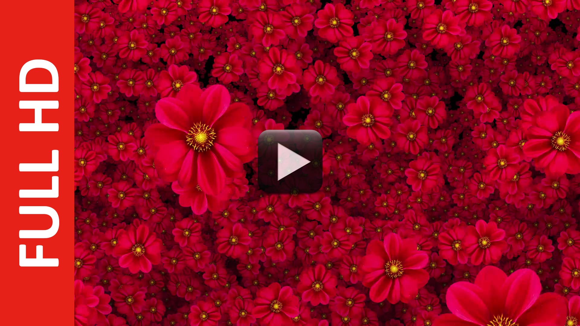 Cool Flowers Moving Video Background HD 1080p | All Design Creative