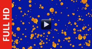 Free Marigold Flowers Blue Screen Background Video Effect