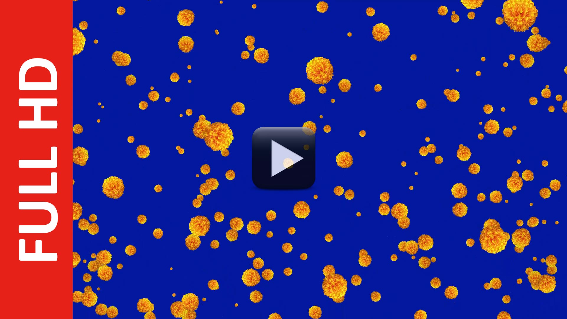 Free Marigold Flowers Blue Screen Background Video Effect | All Design  Creative
