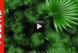 Green Fan Palm Tree Leaf Moving Animation Background