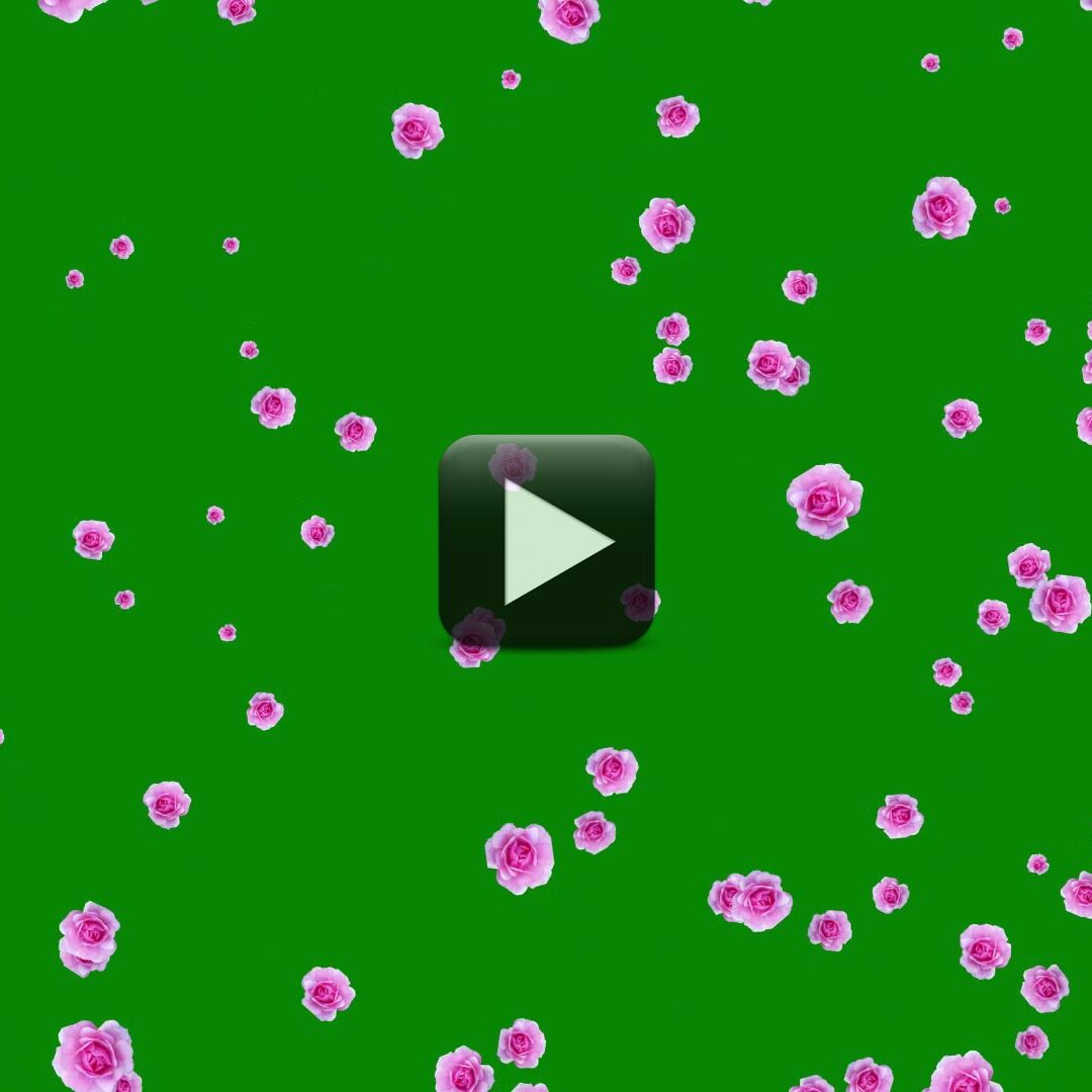 Rose Petals Falling Green Screen