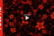 New Video Effect Falling Flowers Animation Free Download