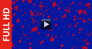 Rose Flower Animation | Royalty Free Blue Screen Background