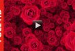 Royalty Free Background Flower Animation After Effects