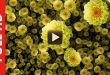 Animated Falling Dahlia Flowers Background Video Effect Royalty Free Download