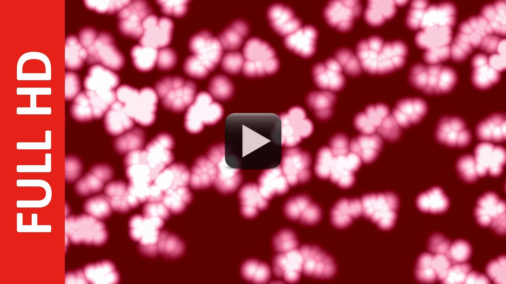 Human White Blood Cells Zoom View Loop Human White Blood Cells Zoom View Loop