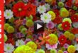 Mix Flowers Youtube Video