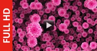 Rose Pink Flowers Animation Falling
