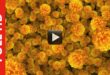Marigold Flowers Moving Animation Background Video Effect
