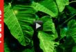 Big Leaves Background Free Stock Video Footage | Title Video Effect