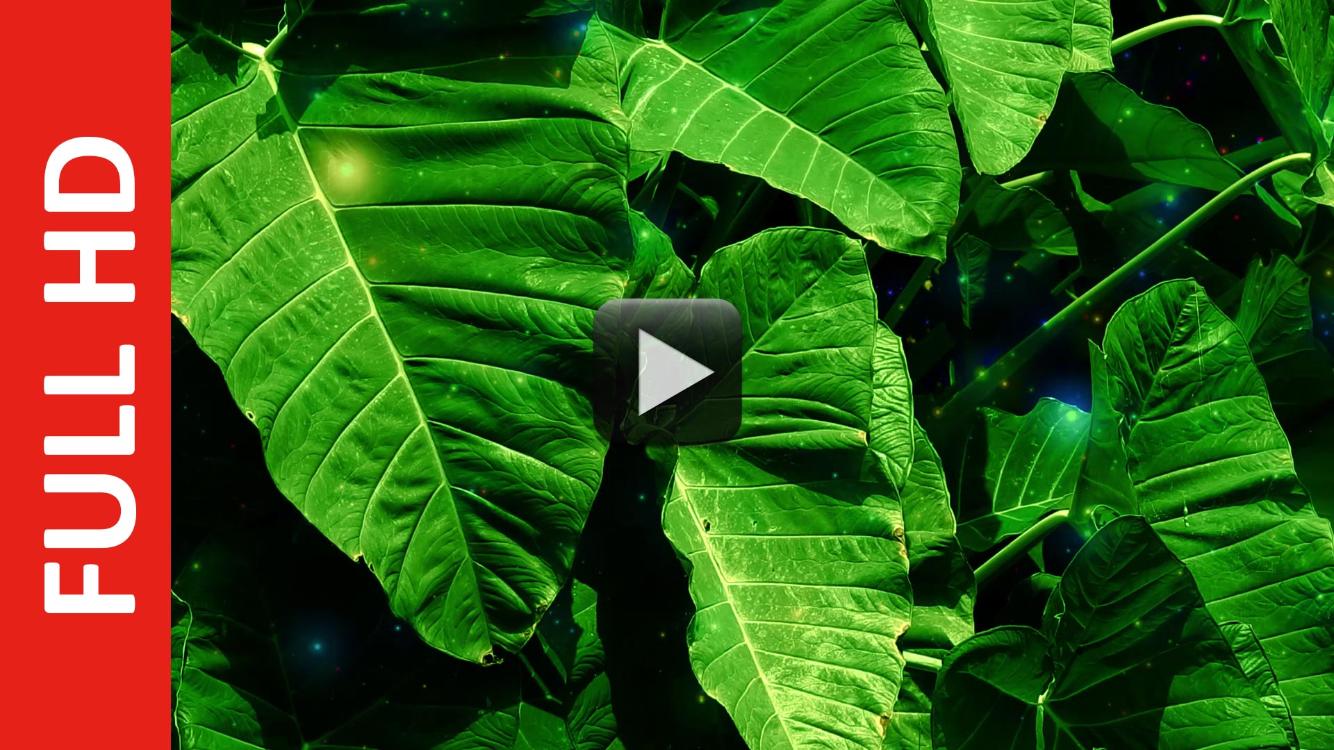Big Leaves Background Free Stock Video Footage | Title Video Effect Big Leaves Background Free Stock Video Footage | Title Video Effect