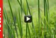 New Effect Green Grass Video Background-Free Nature Motion Background