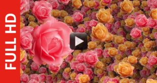 Flowers Intro Title Background Video HD