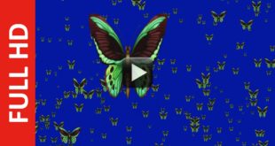 Flying Green Butterfly Blue Screen Background Video
