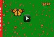 Butterfly Flying Green Screen HD Royalty Free
