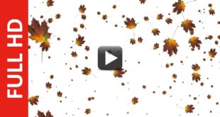 Autumn Leaves Falling Animation White, Blue & Green Screen Effect