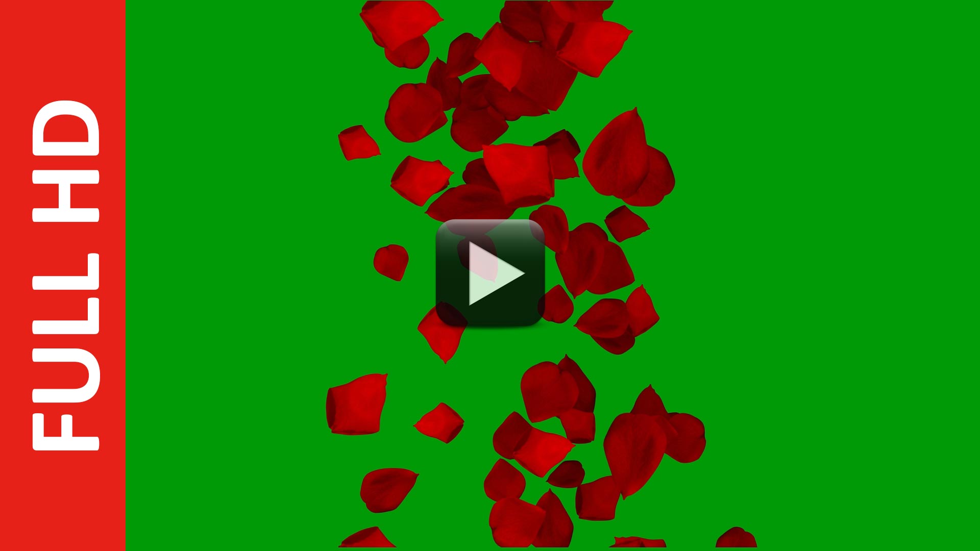 Center Falling Red Rose Flower Petals Green Screen Video Background Center Falling Red Rose Flower Petals Green Screen Video Background