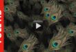 Peacock Feather Background Video
