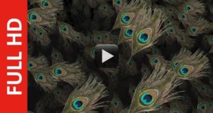 Peacock Feather Background Video