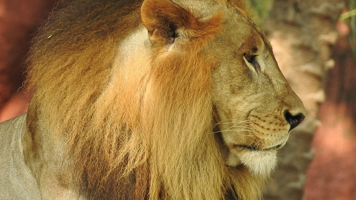 Lion Side View Face