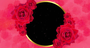 Rose Flower Wedding Frame Animation in Black Screen Background Video