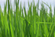 Green Animated Grass Background Video Free Download