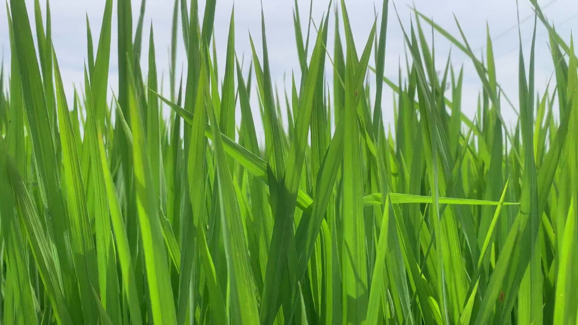 Green Animated Grass Background Video Free Download Green Animated Grass Background Video Free Download