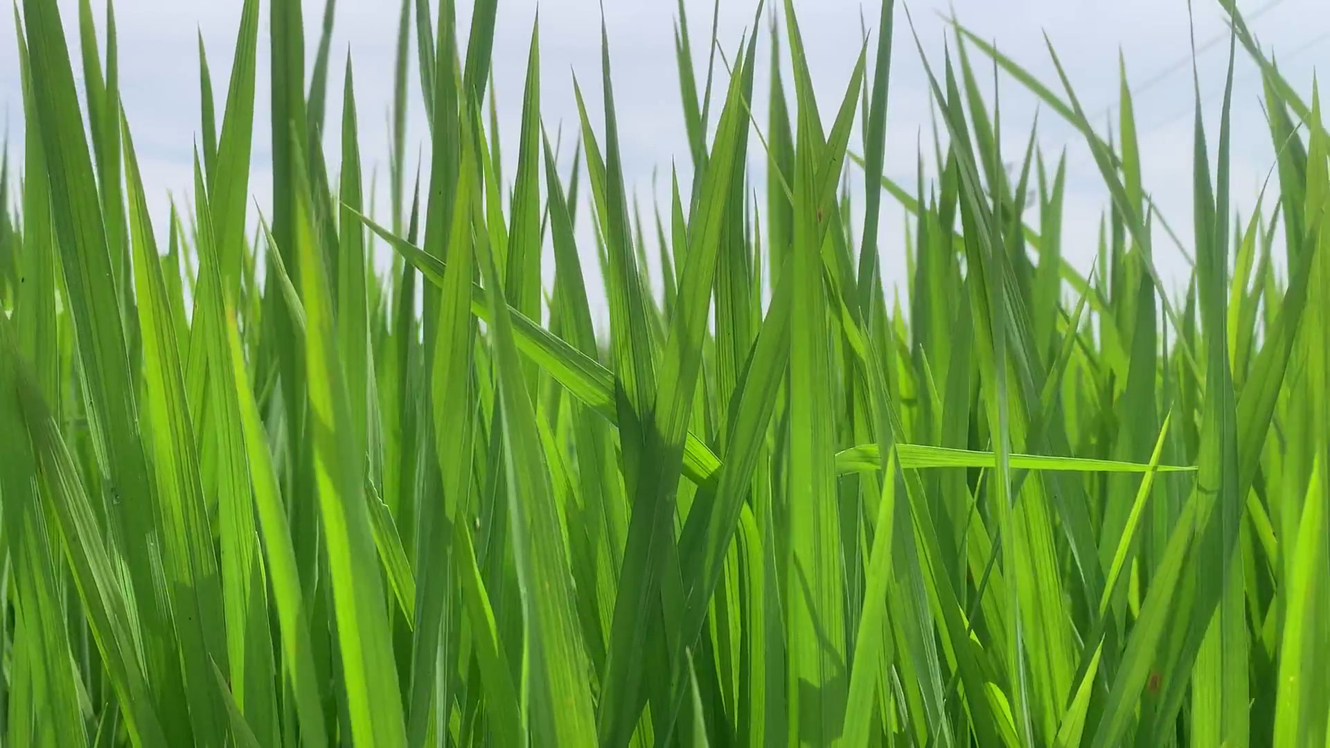 Green Animated Grass Background Video Free Download | All Design Creative