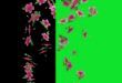 Only Center Falling Hibscus Flowers Animation Black Screen and Green Screen No Copyright Video